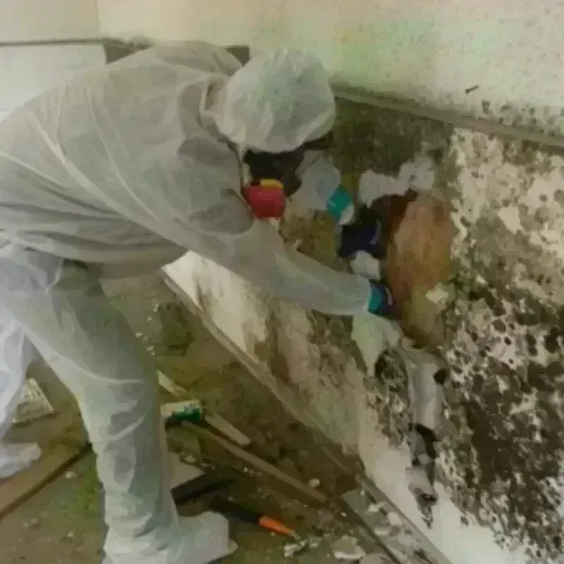 Mold Remediation and Removal in Palm Beach Gardens, FL